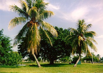 Deep Summer Green - © 1999 Jimmy Rocker Photography