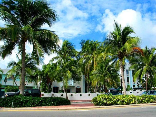 Boiling Palms of Miami - © 2008 Jimmy Rocker Photography